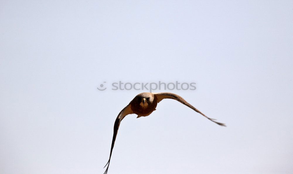 Similar – Image, Stock Photo weird Environment Nature