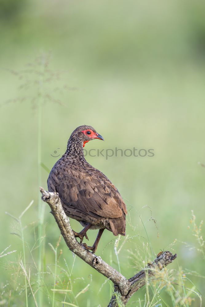 Similar – Image, Stock Photo Curious blackbird on the meadow