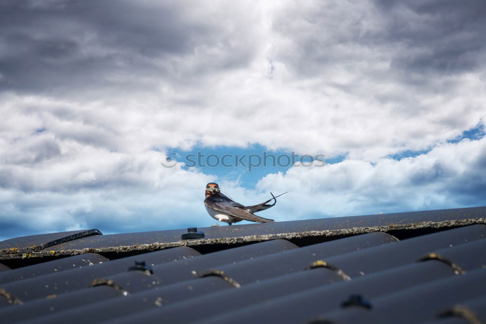 Image, Stock Photo Flying Rotations Pigeon