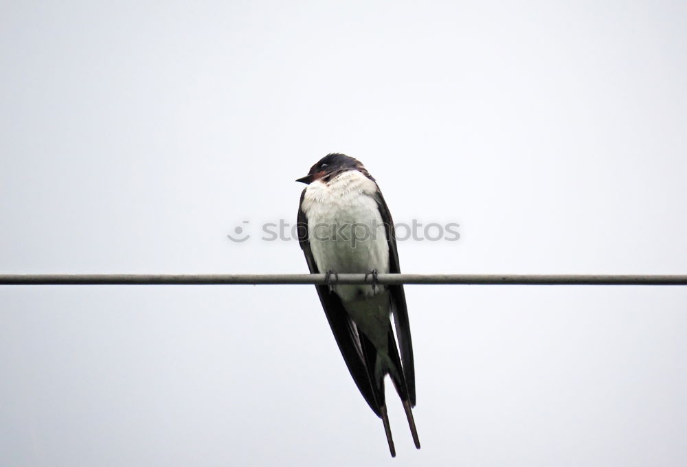 Similar – lookout Animal Bird Flying