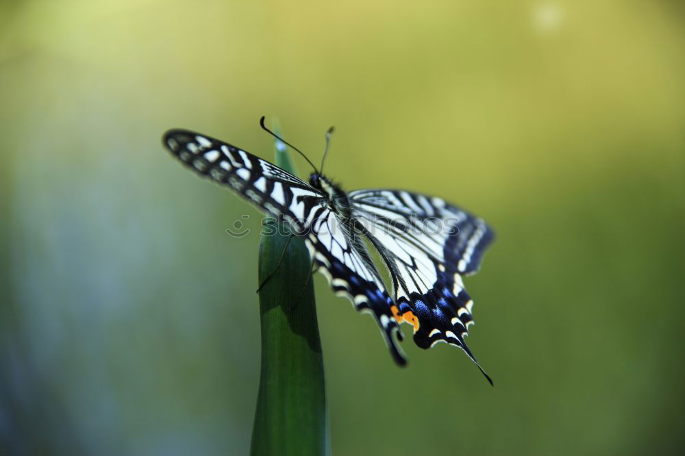 Similar – Swallowtail on a lavender blossom