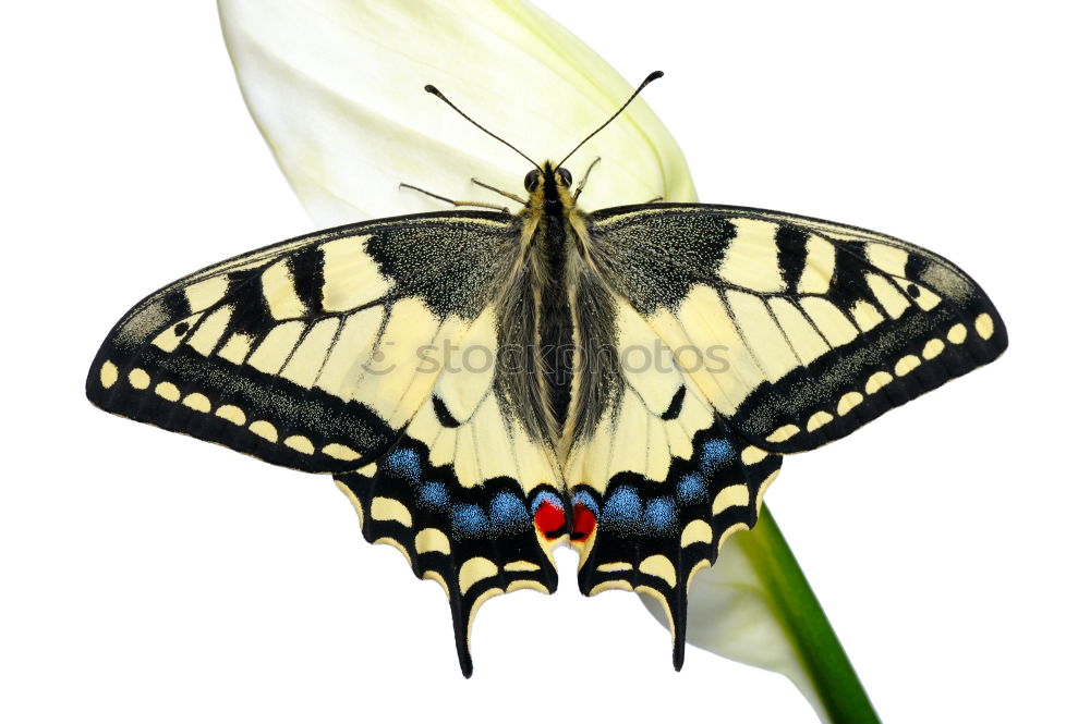 Similar – Swallowtail; Papilio; machaon; Butterfly; Butterfly; Butterfly