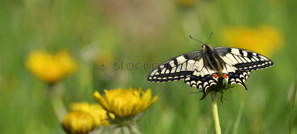 Similar – Image, Stock Photo admiral Plant Animal