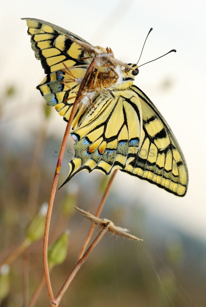 Similar – Image, Stock Photo hold still for a moment