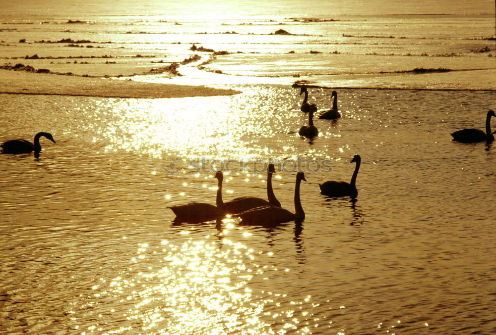 Similar – Foto Bild See Teich Moorsee Storch