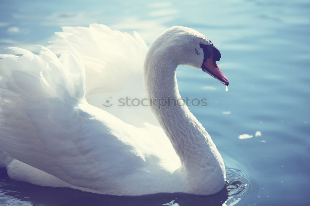 Similar – love Nature Pond Lake