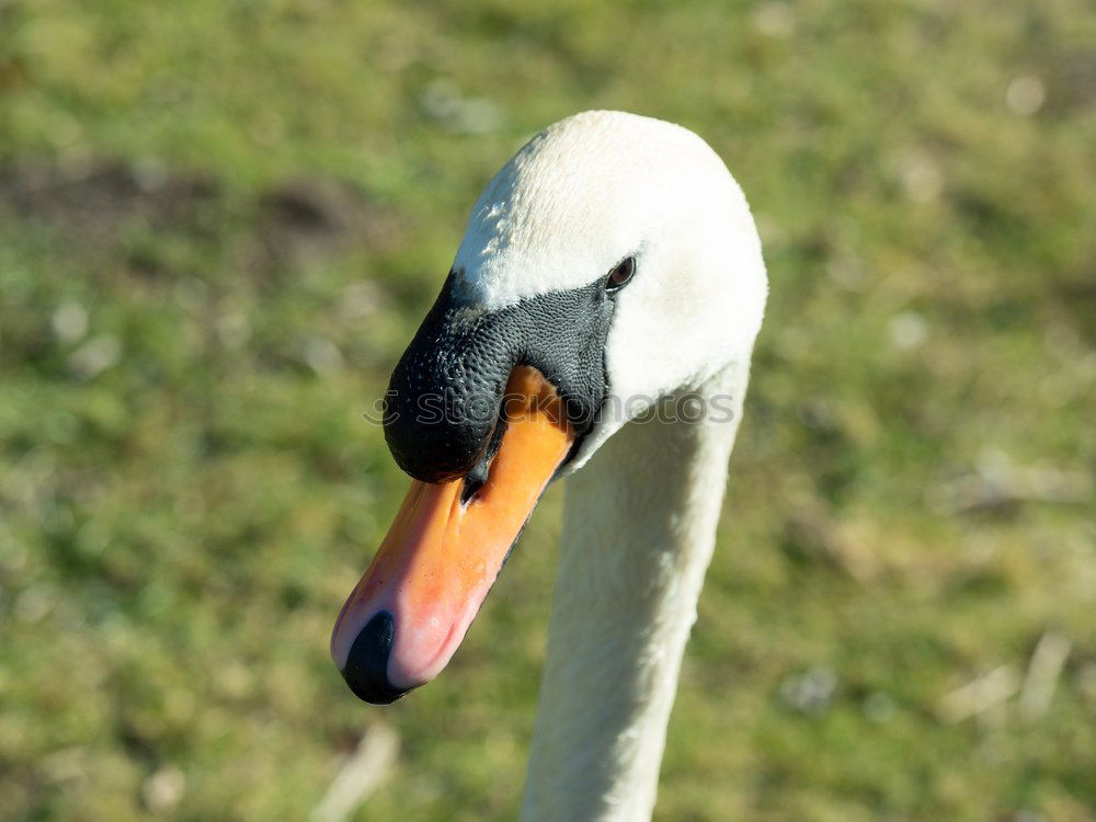 Similar – Image, Stock Photo stork’s eye Environment