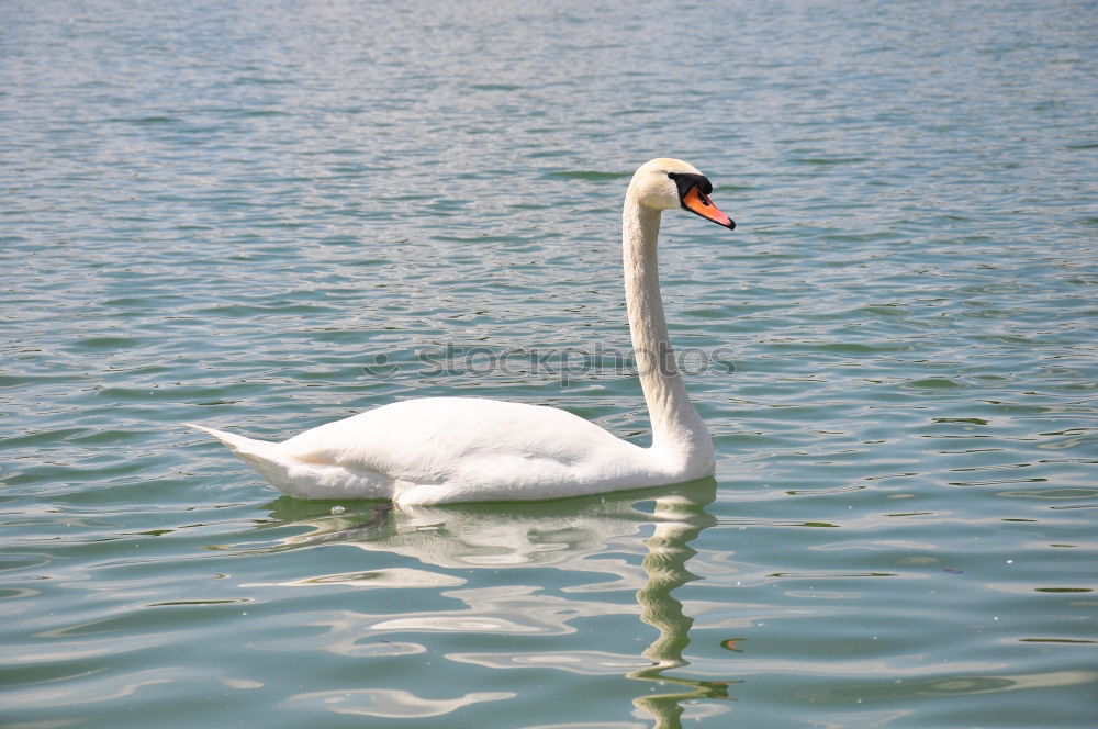 Swan from behind Lake