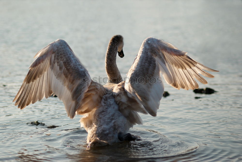 Similar – Image, Stock Photo Up and away! North Sea