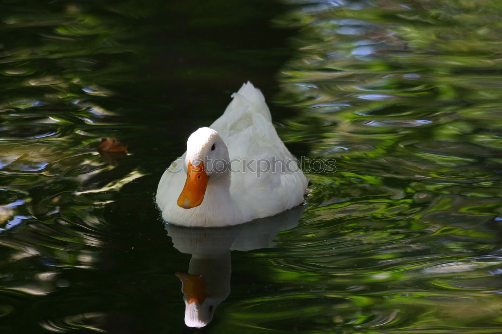 Similar – swan lake Environment