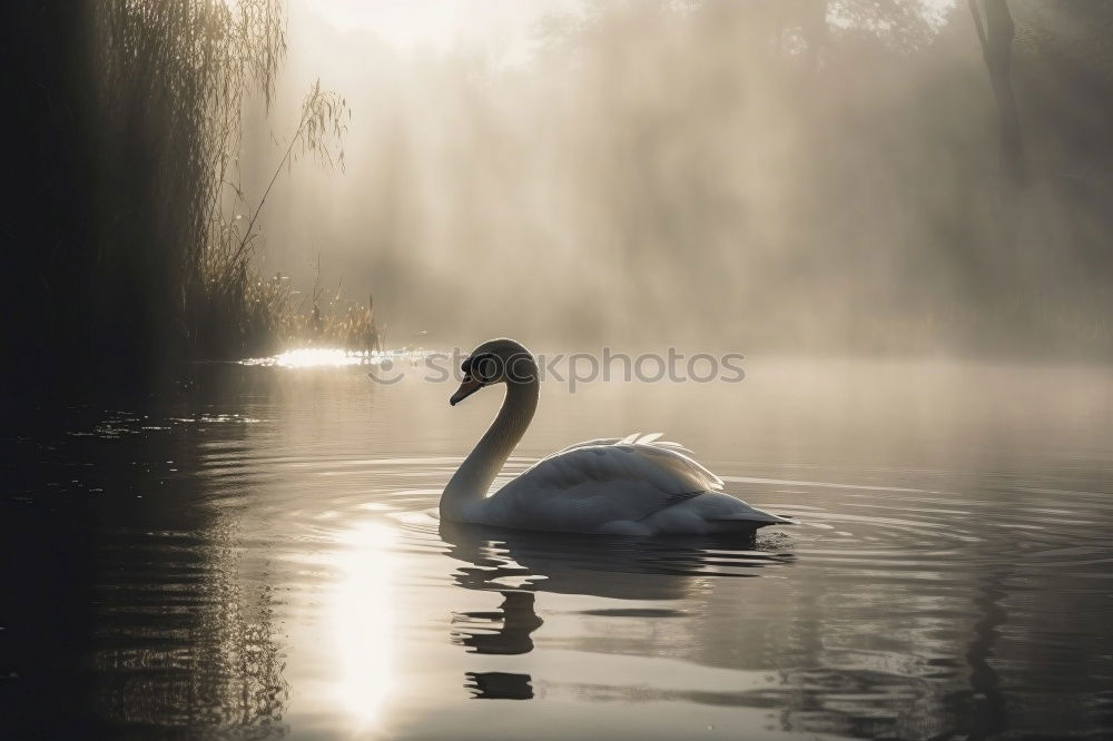 Similar – Image, Stock Photo swan lake Trip Nature