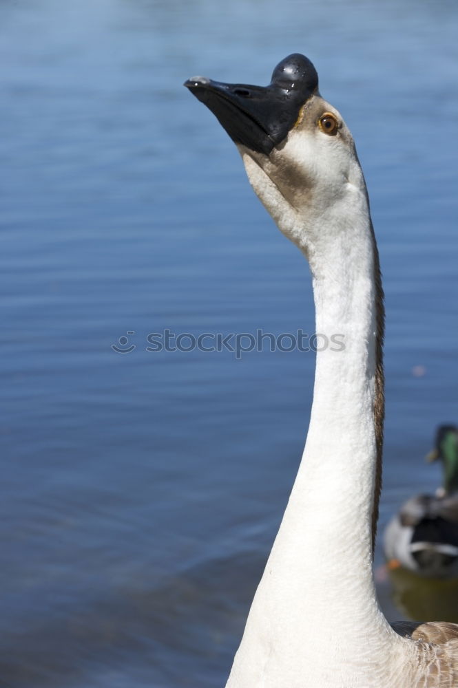 Similar – Image, Stock Photo My dear swan IX Animal