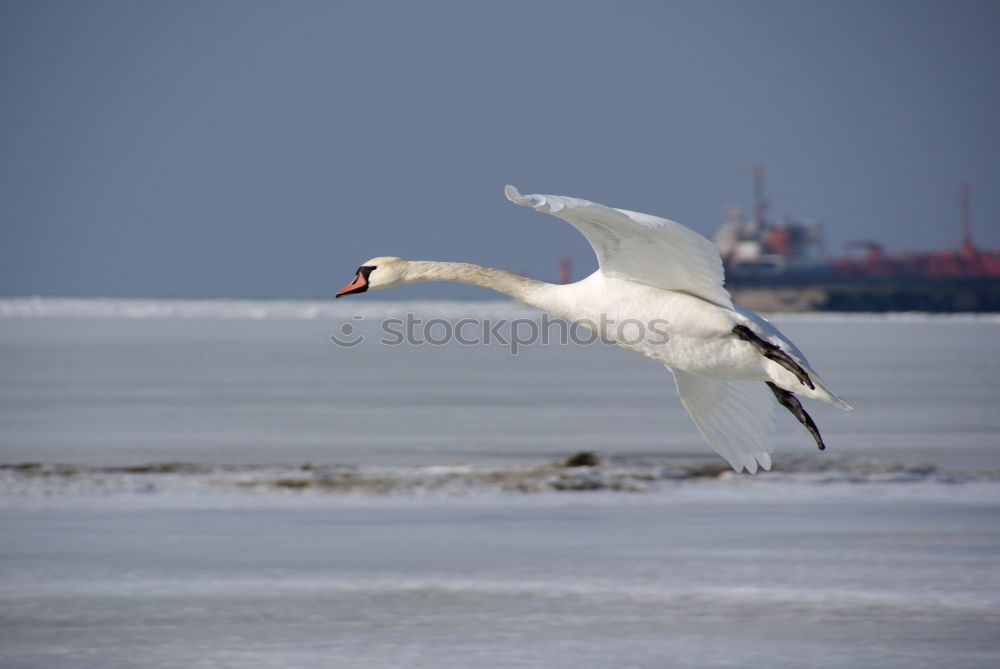 Similar – Image, Stock Photo Måke Sky Winter Ice Frost