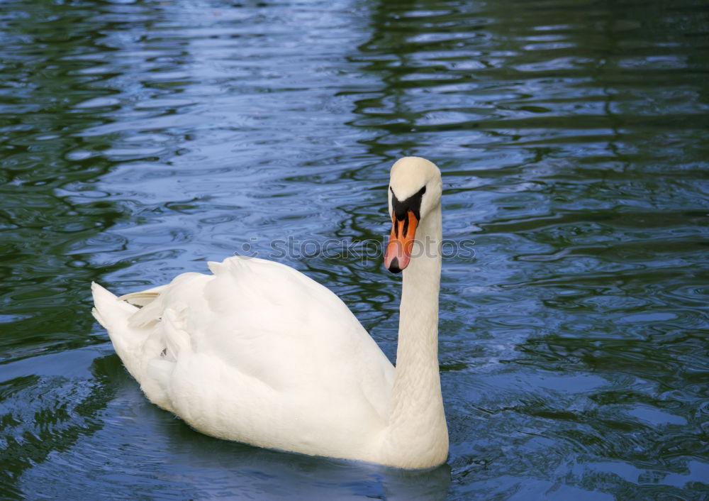 Similar – Image, Stock Photo Discovered, Sitting Great White Egret (Ardea alba) under a bridge. Sighted in Elanora