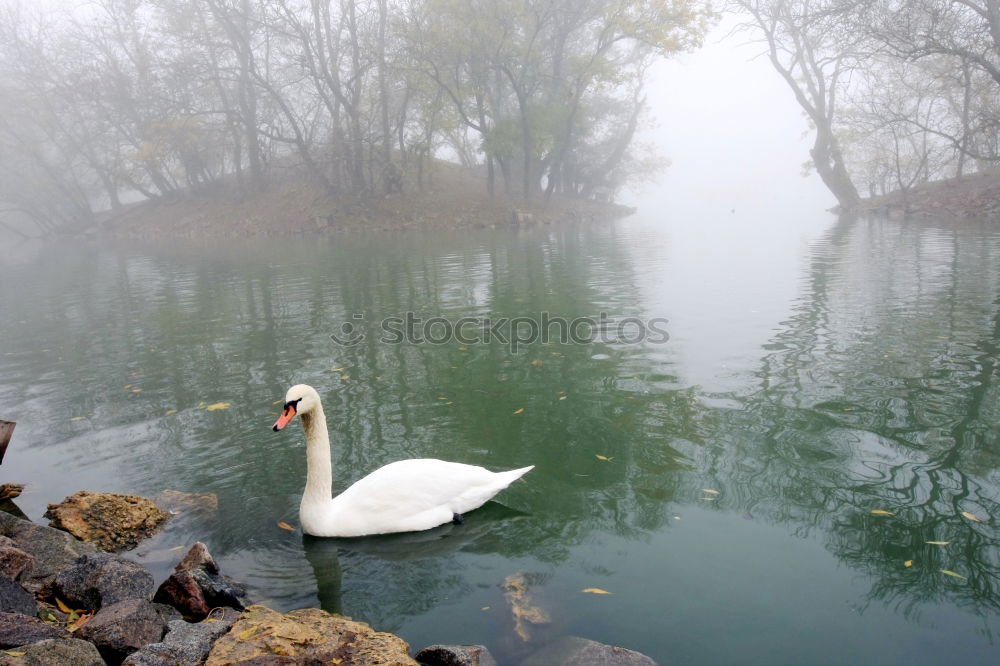 Similar – Foto Bild Schwanensee Tier 1 Wasser