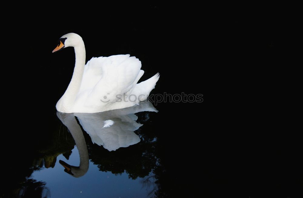 Similar – Head Under. Schwan Vogel