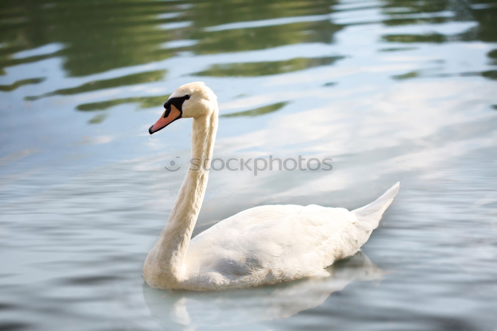 Similar – Swan Family Animal Water