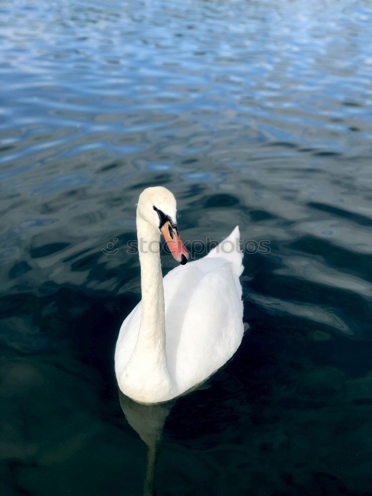 Similar – ::WEISS AUF BLAU:: Schwan