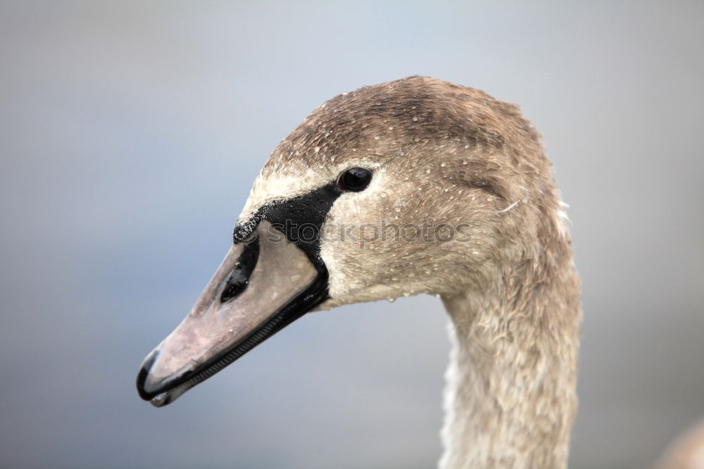 Similar – Image, Stock Photo stork with rattle Stork