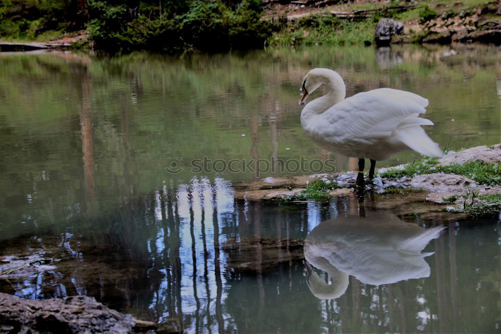 Similar – schwäne am abend Schwan