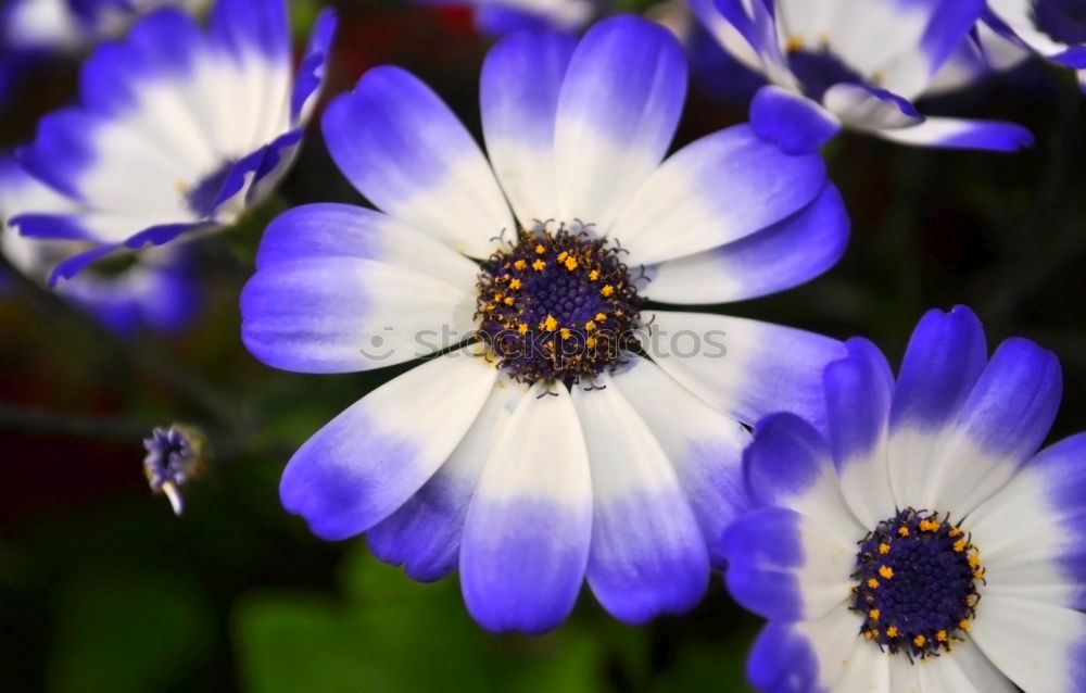 flower Decoration Plant