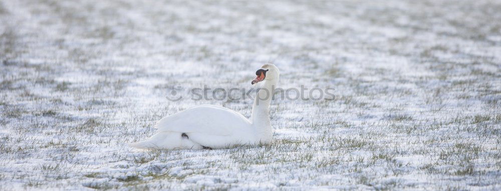 Similar – Frühling im Selbstversuch