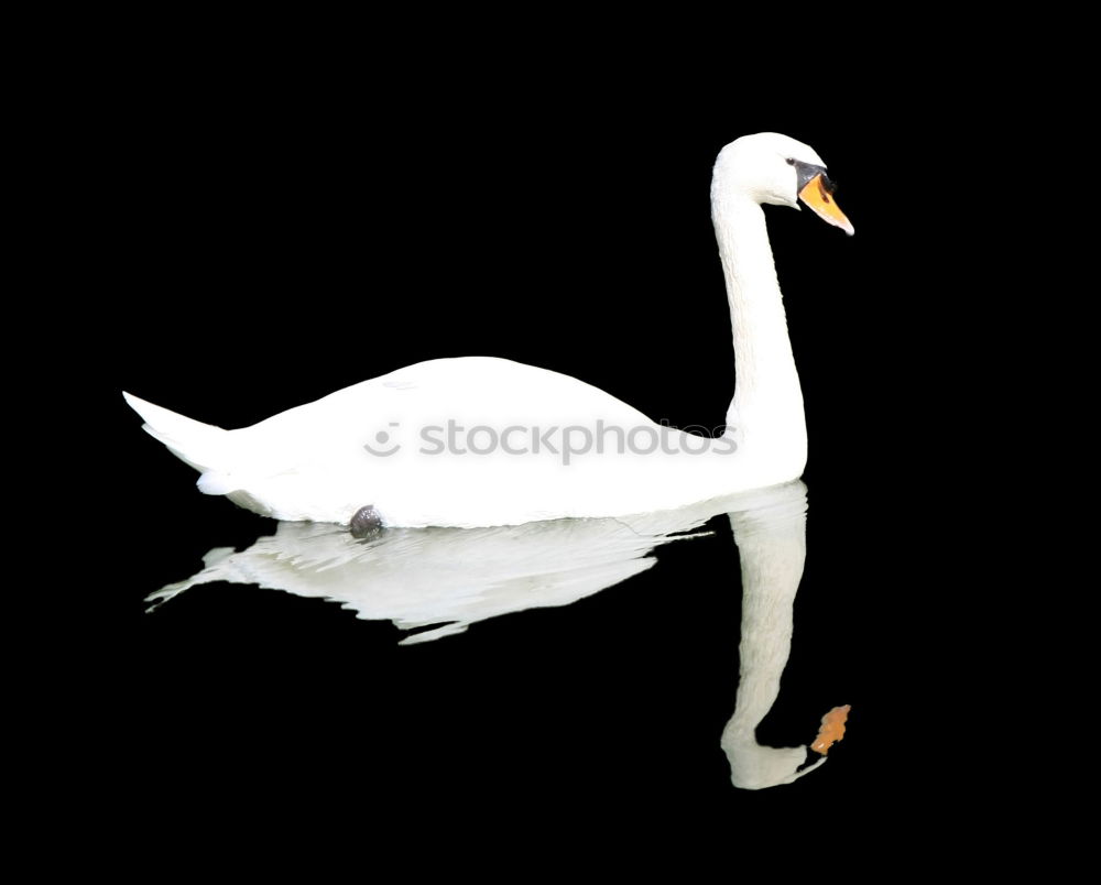 Similar – Image, Stock Photo Le curieux cygne II Lake