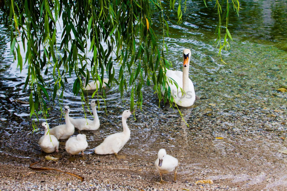 Similar – Image, Stock Photo Three funny white geese