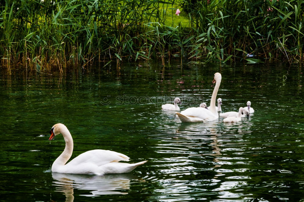 Similar – Image, Stock Photo Three funny white geese