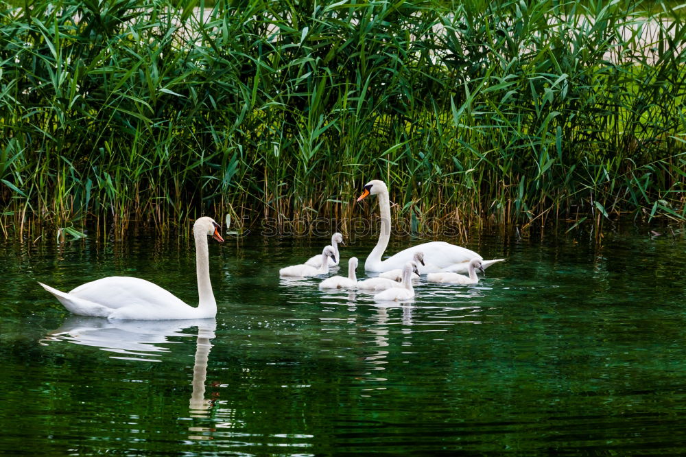 Similar – Gänseherde Umwelt Natur