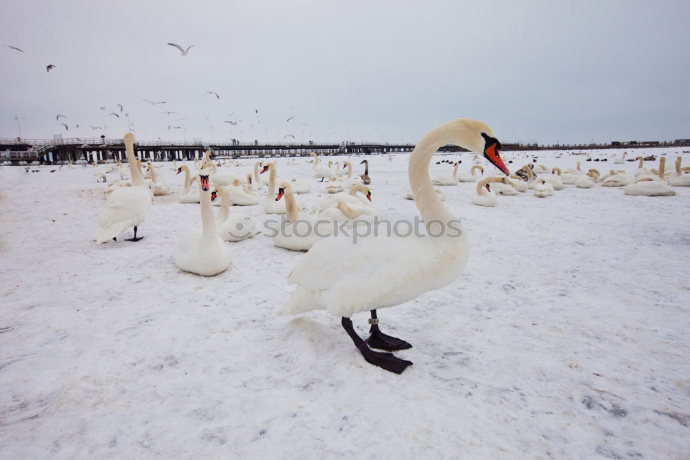 Similar – White warts ducks on a white background