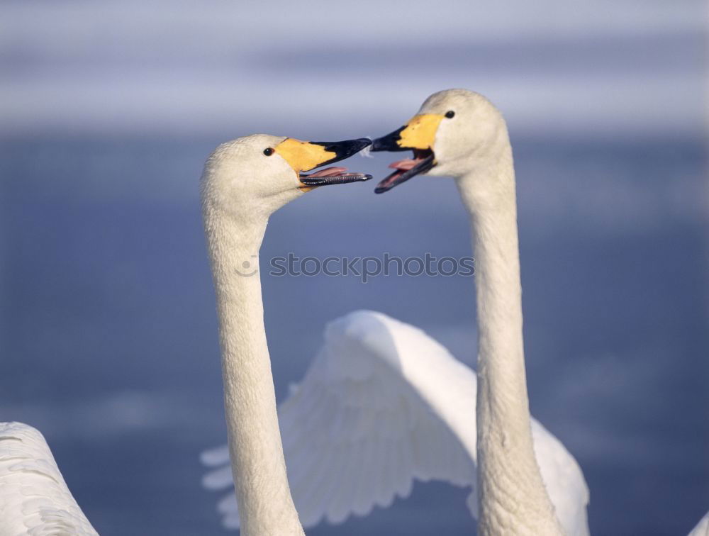 Similar – flamingos Flamingo France