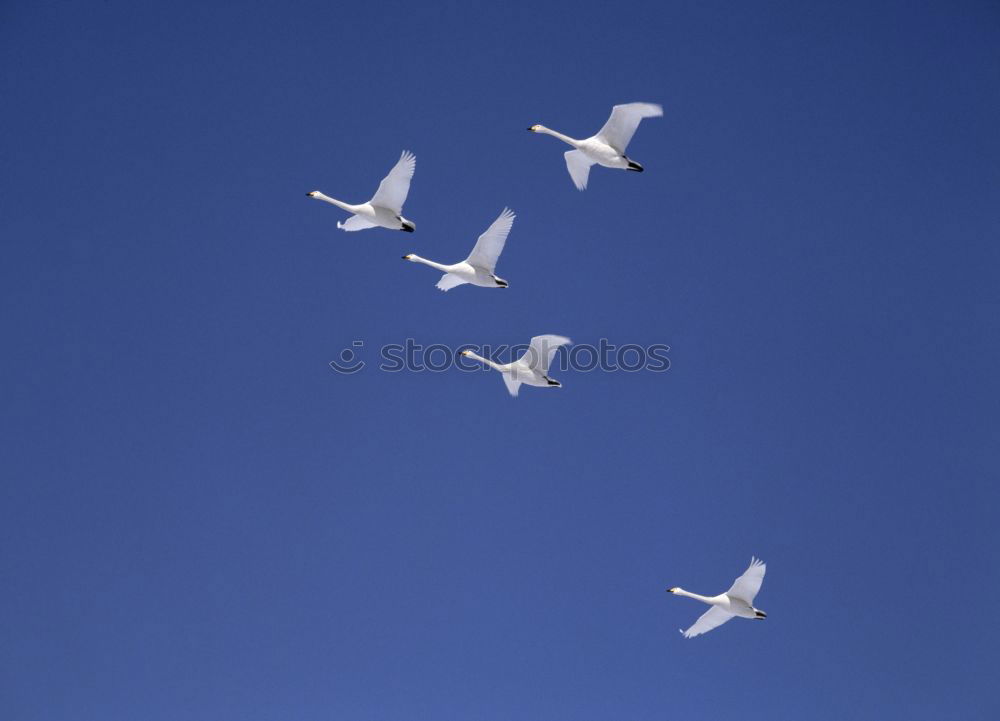 Similar – Image, Stock Photo On approach Bird White