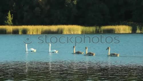Similar – Image, Stock Photo the ducks of the Thalersee