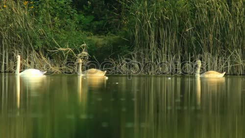 Similar – Gänseherde Umwelt Natur