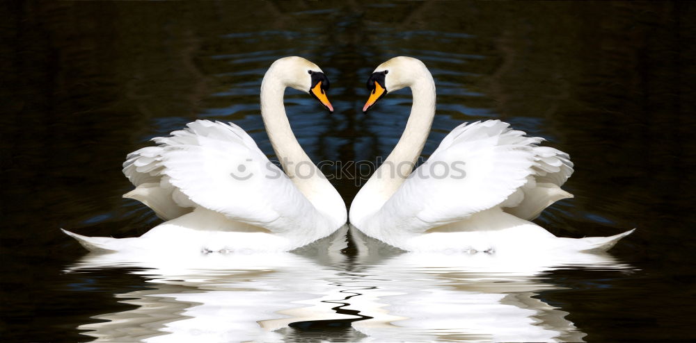 Similar – Weisser Schwan vor dunklem Hintergrund im Landeanflug