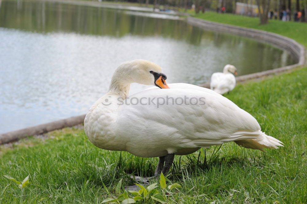 Similar – Foto Bild Im Gleichschritt, Vier Fränkische Weihnachtsgänse im Gleichschritt auf einer Wiese.