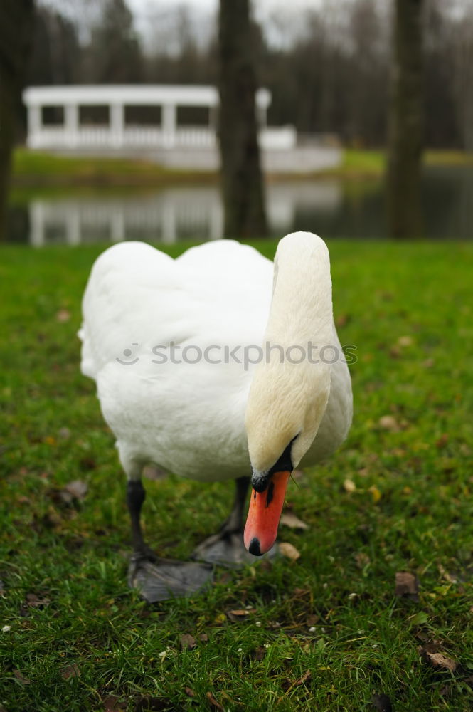 Similar – Foto Bild gänse Natur Landschaft