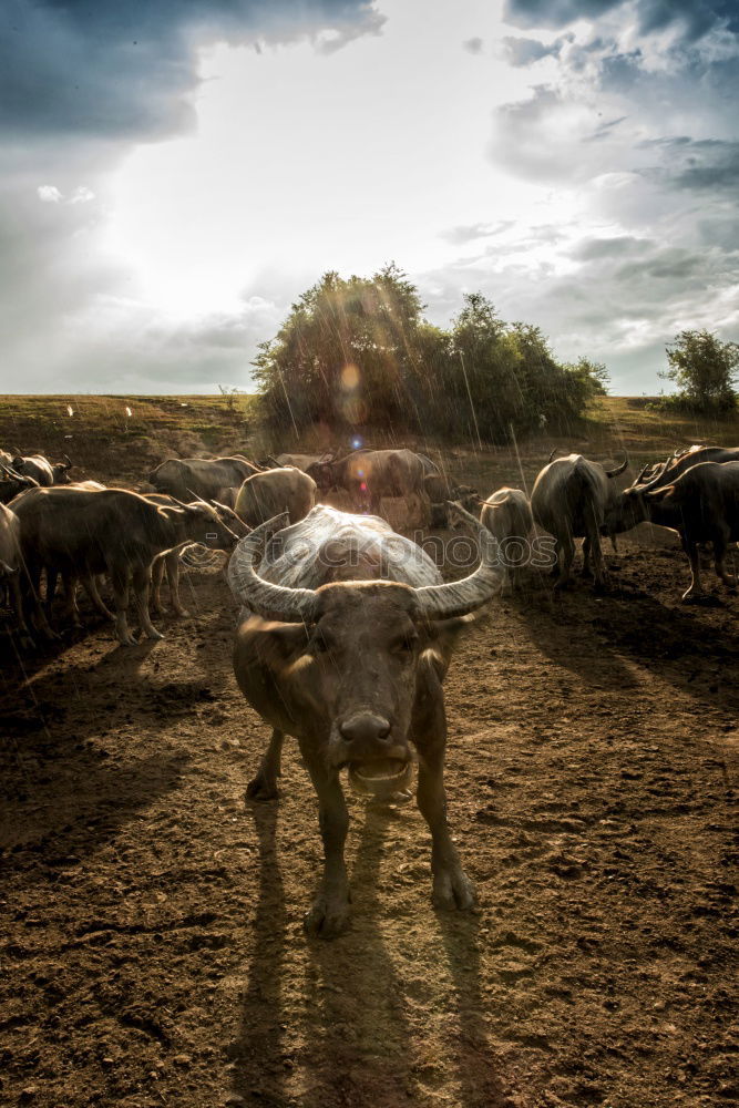 Similar – Calves in farm for veal