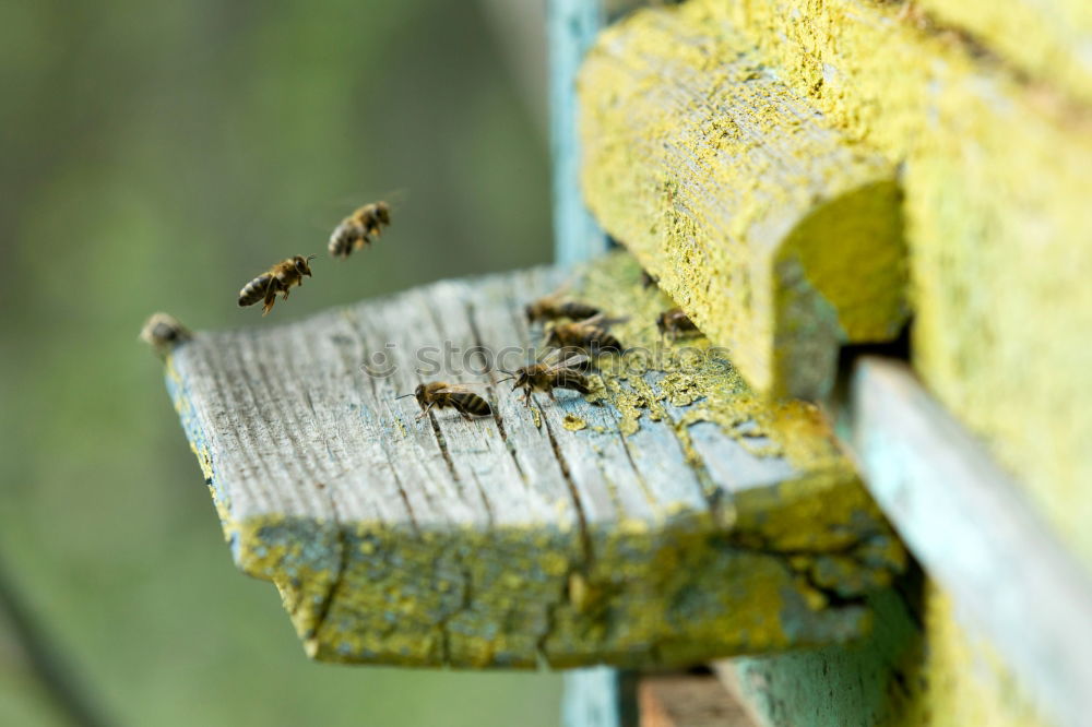 Image, Stock Photo Bees in landing approach