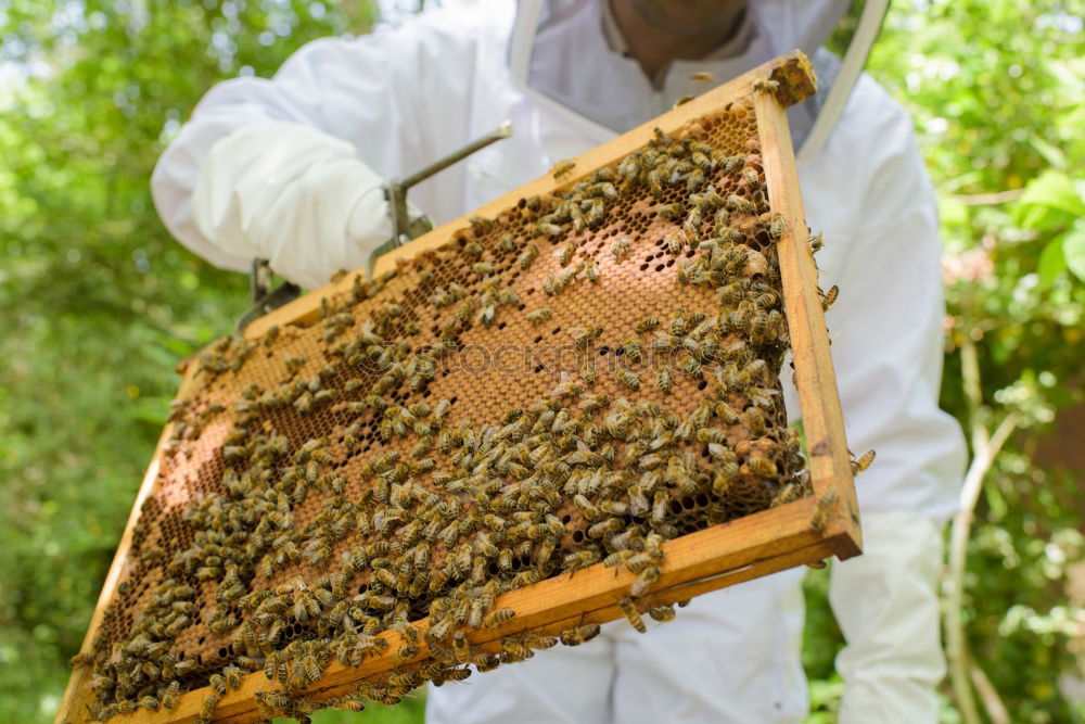 Similar – Image, Stock Photo Beekeeper and his bees