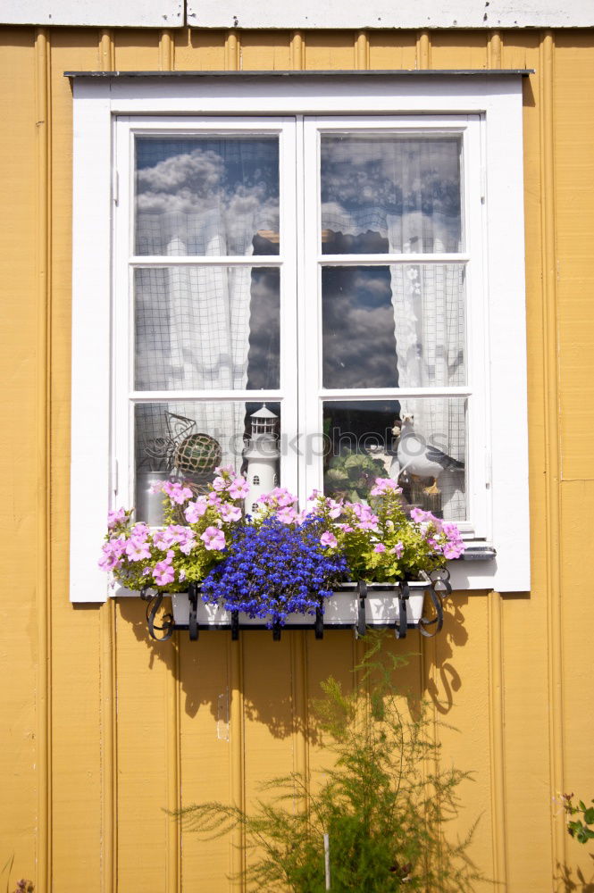 baker’s flowers Landscape