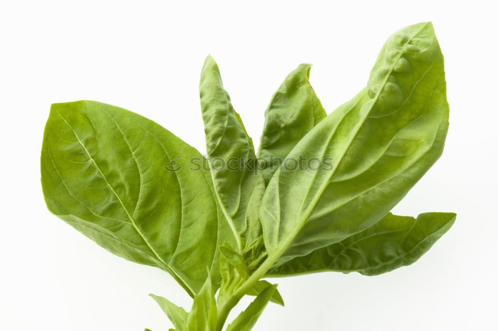 Similar – Image, Stock Photo Green leaves with drops of water