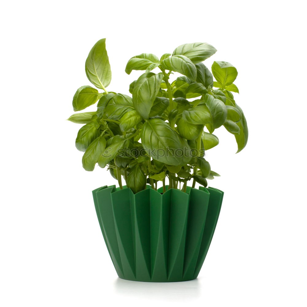 Similar – Image, Stock Photo Basil in a pot Art