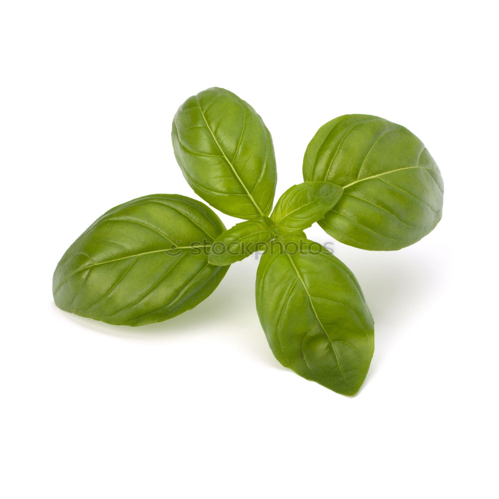 Similar – Basil / Basil Italy