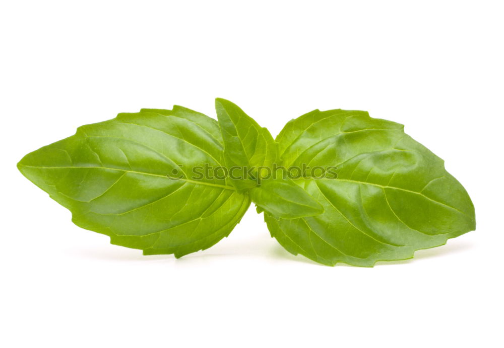 Similar – Basil / Basil Italy