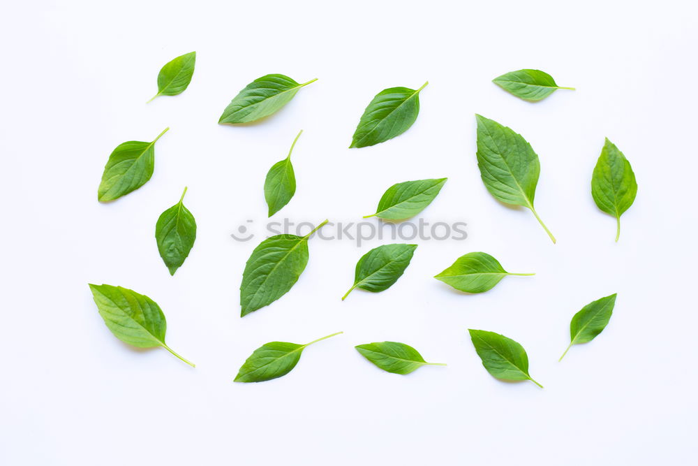 Similar – Image, Stock Photo Green leaves with drops of water on a white wooden background
