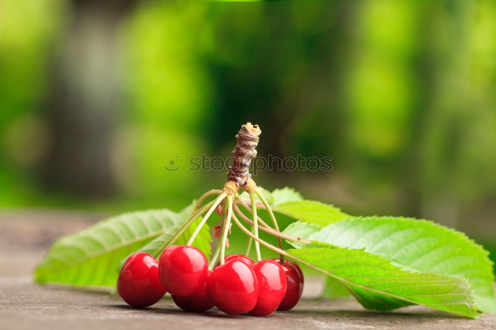 Similar – Image, Stock Photo urban gardening fresh bio radieschen