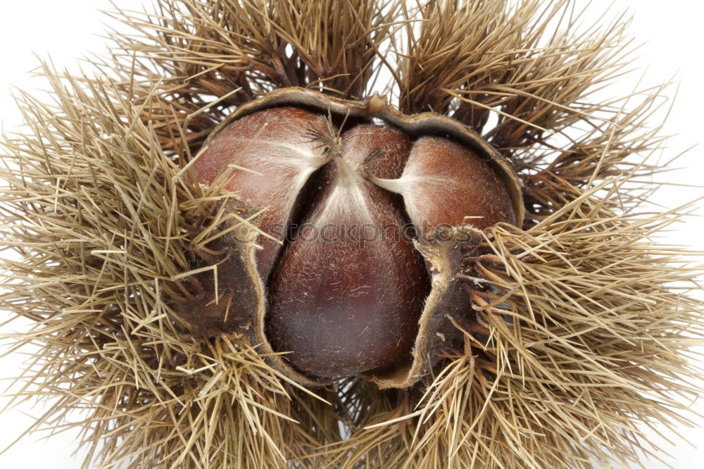 Similar – chestnuts Food