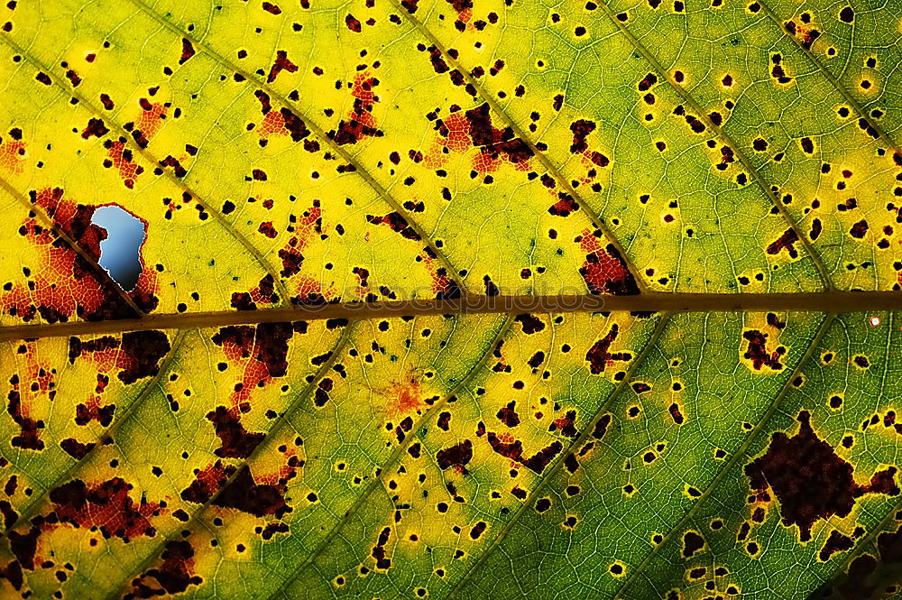 Similar – Image, Stock Photo Labyrinth of courgettes 4